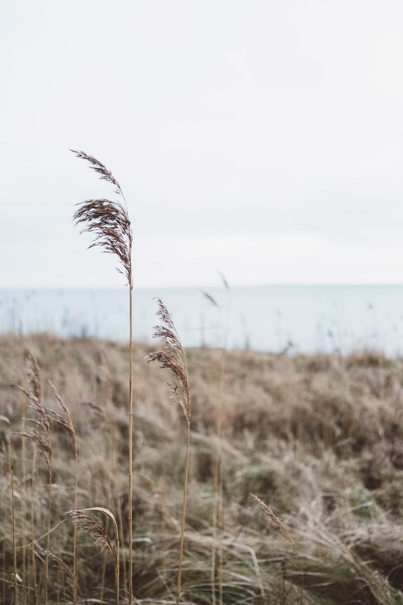 Beach grasses overcast sky