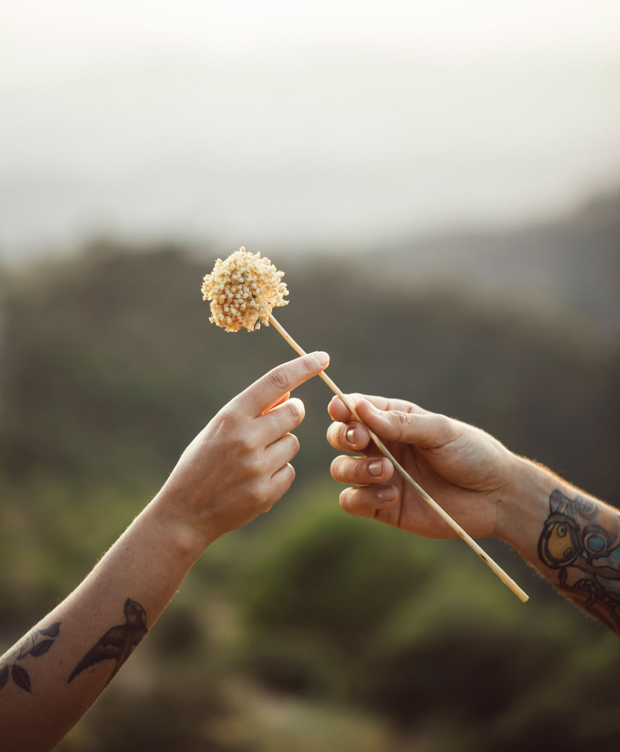 Dandelion being offered